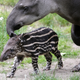 Illustration for article titled Newborn Baby Tapir Struts In Stripes